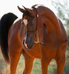 arabian show horses file photo